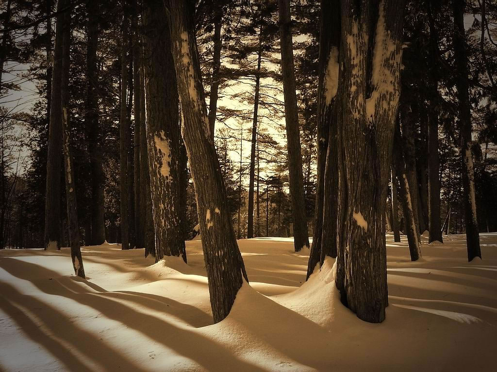 Fond d'ecran Pleine nature