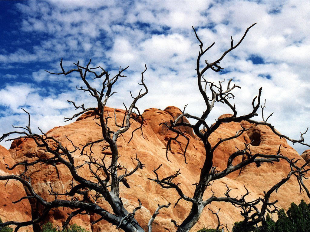 Fond d'ecran Pleine nature