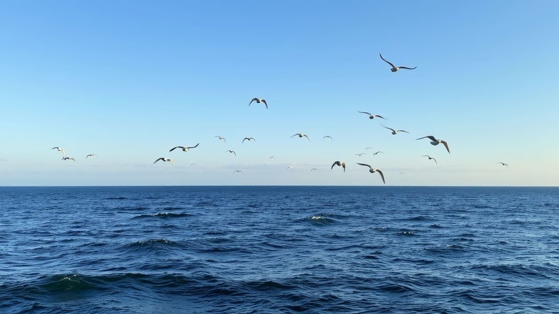 panorama de falaise sur l’océan avec oiseaux en vol