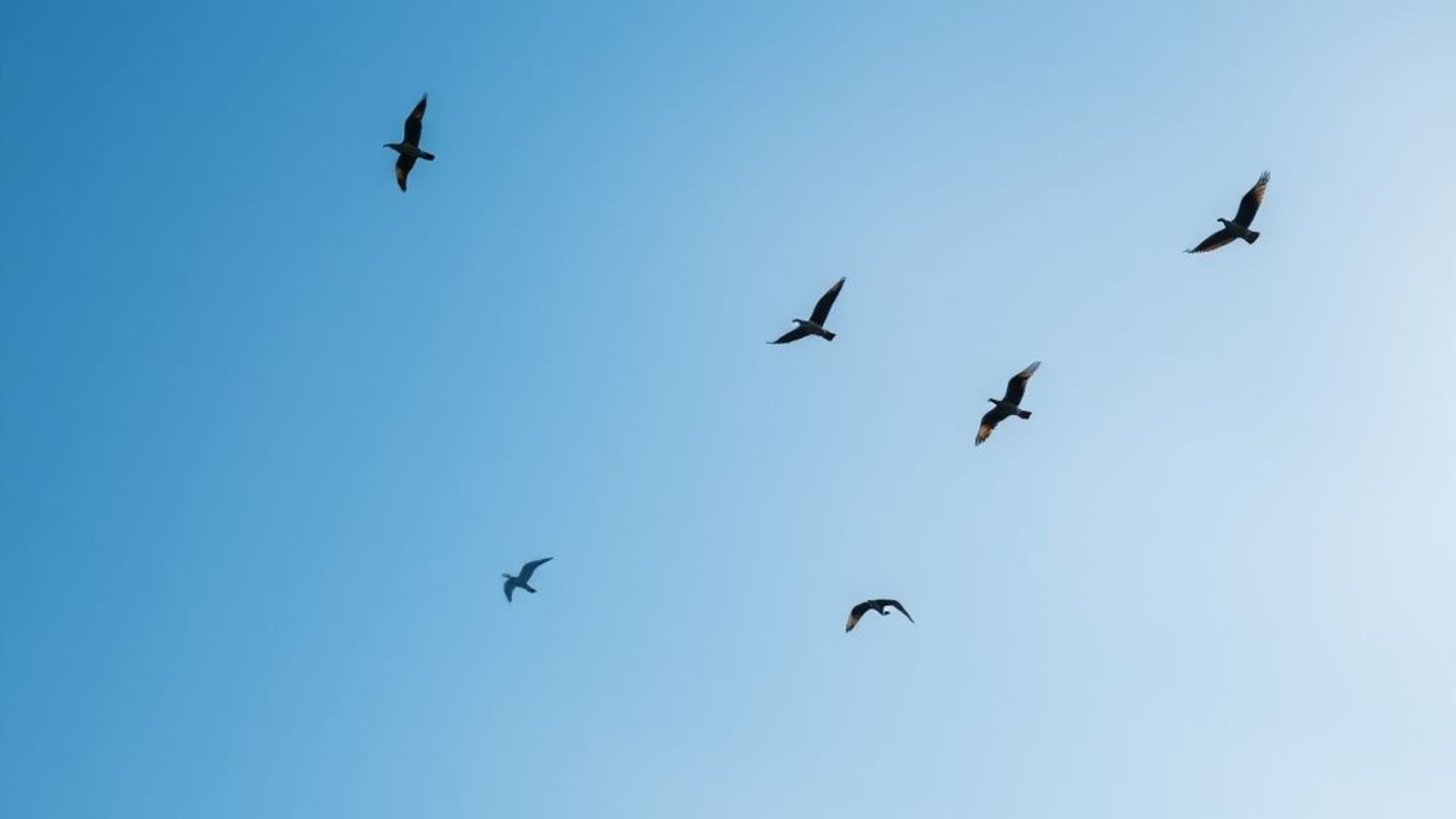 Ciel clair avec silhouettes d’oiseaux en vol