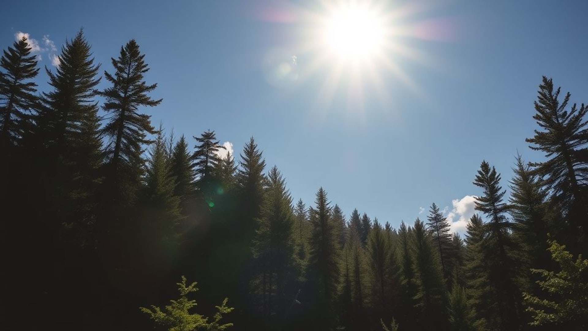 forêts enneigées au coucher du soleil